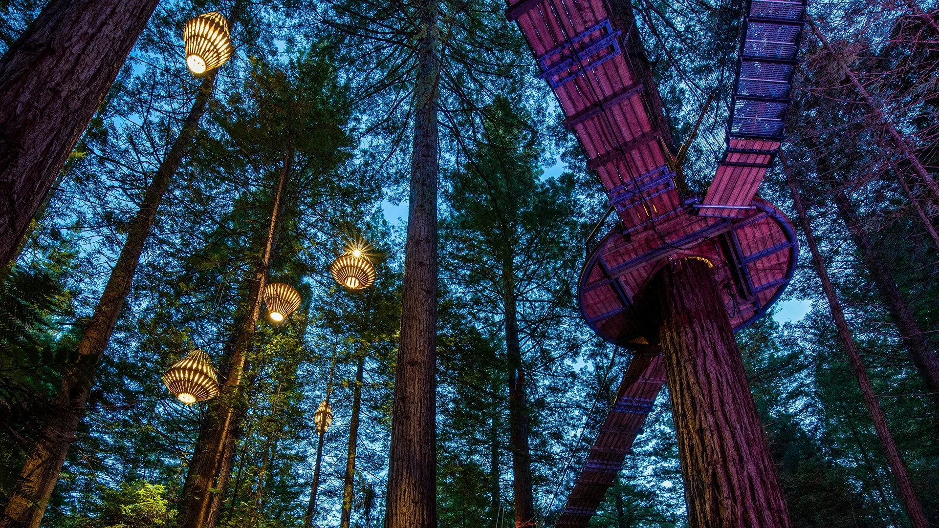 nightlights redwoods